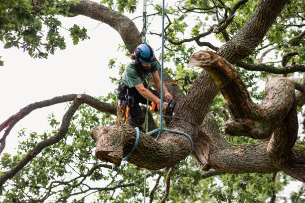 Professional Tree Care in Kibler, AR